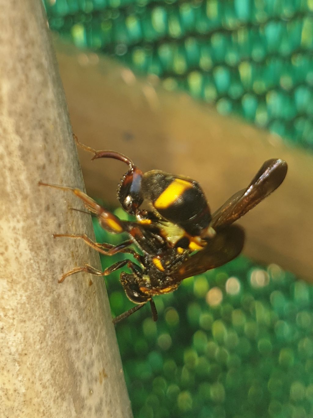 Leucospidae che attenzionano un nido di Isodontia mexicana